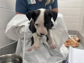 SANDALS -  Pit Bull Terrier Dog for Adoption in Colorado Springs, Colorado - SANDALS | PetCurious