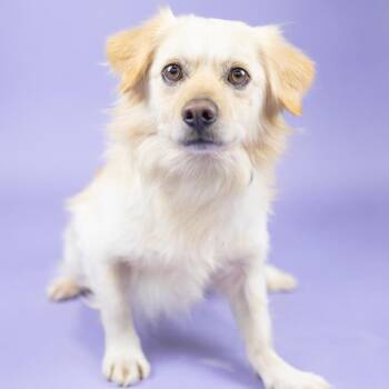 Benny -  Spaniel Dog for Adoption in Portland, Oregon - Benny | PetCurious