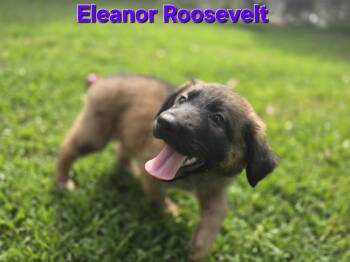 Eleanor Roosevelt -  Retriever and Shepherd Dog for Adoption in Milton, Georgia - Eleanor Roosevelt | PetCurious