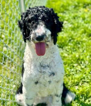 Mixed Breed and Sheepadoodle Dogs Available for Adoption in Warren, Ohio - Mae | PetCurious