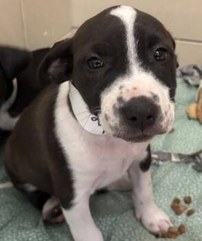 Mixed Breed Dogs Available for Adoption - Chloe | PetCurious