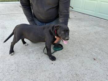 Rescue Black Labrador Retriever and Plott Hound Dogs for Adoption in Sallisaw, Oklahoma - Sweet Pea | PetCurious