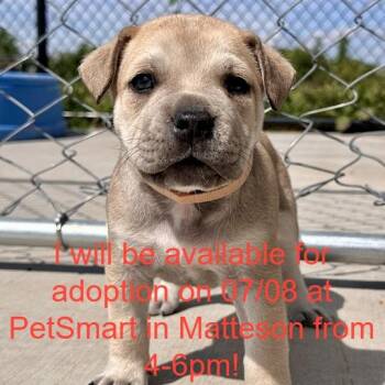 November -  Mixed Breed Dog for Adoption in Matteson, Illinois - November | PetCurious