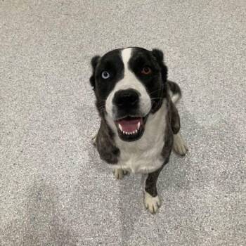 Australian Cattle Dog Blue Heeler and Pit Bull Terrier Dogs Available for Adoption in Lake Havasu City, Arizona - Zulu | PetCurious