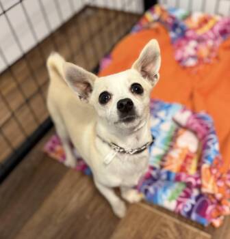 Trixie -  Chihuahua Dog for Adoption in Sonora, California - Trixie | PetCurious