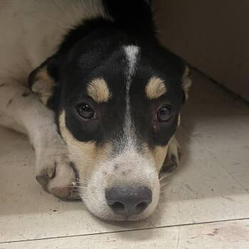 Sweets -  Mixed Breed Dog for Adoption in Green Forest, Arkansas - Sweets | PetCurious