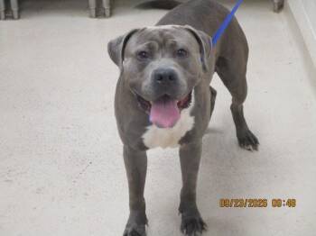 (17) -  Pit Bull Terrier Dog for Adoption in Marietta, Georgia - (17) | PetCurious