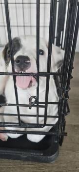 Rescue Pit Bull Terrier and Australian Cattle Dog Blue Heeler Dogs for Adoption in Owasso, Oklahoma - Astra | PetCurious