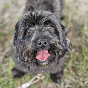 Bianca -  Havanese and Miniature Poodle Dog for Adoption in Shiloh, Illinois - Bianca | PetCurious
