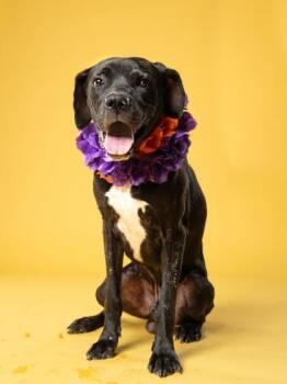 Slip n Slide -  Mixed Breed Dog for Adoption in Atlanta, Georgia - Slip N Slide | PetCurious