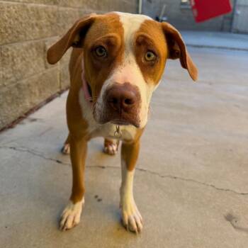 Boo -  Pit Bull Terrier Dog for Adoption in Durango, Colorado - Boo | PetCurious