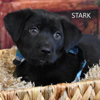 Mixed Breed Dogs Available for Adoption in Yuma, Arizona - Stark | PetCurious