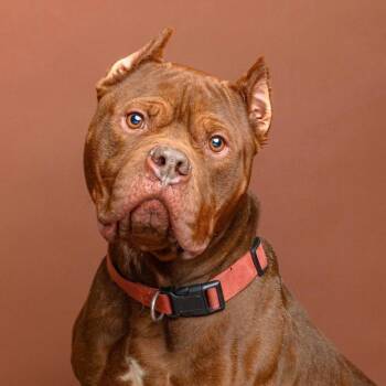 American Staffordshire Terrier Dogs Available for Adoption - Hamburglar | PetCurious