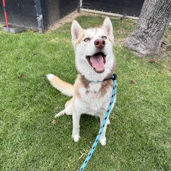 Denali -  Husky Dog for Adoption in Long Beach, California - Denali | PetCurious