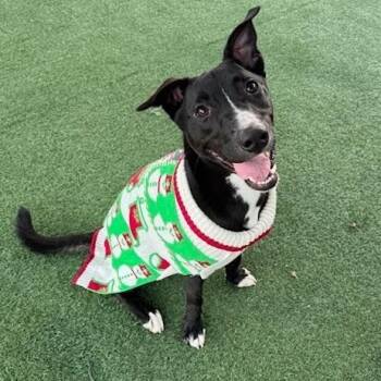 Wiggles the Good Vibes Only Guy -  Pit Bull Terrier and Staffordshire Bull Terrier Dog for Adoption in Friendswood, Texas - Wiggles The Good Vibes Only Guy | PetCurious