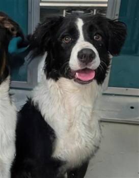 A475540 -  Border Collie and Mixed Breed Dog for Adoption in Oklahoma City, Oklahoma - A475540 | PetCurious