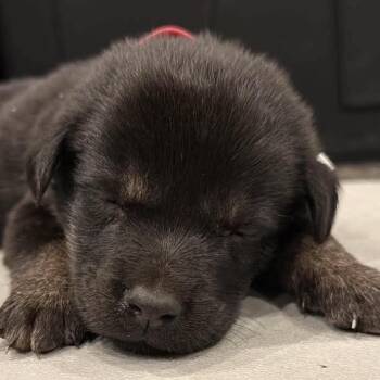 Timberlyn -  Shepherd Dog for Adoption in Brainerd, Minnesota - Timberlyn | PetCurious