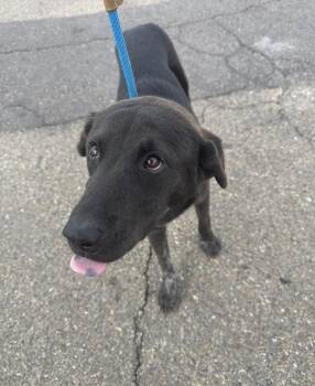 Rescue Shepherd Dogs for Adoption in Sadler, Texas - Buddy | PetCurious