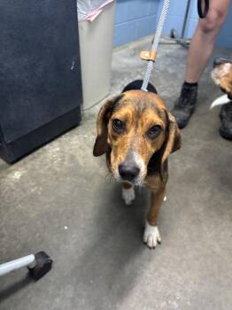 Chevy -  Beagle Dog for Adoption in Evansville, Indiana - Chevy | PetCurious