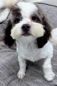 Boo -  Shih Tzu and Poodle Dog for Adoption in Lambertville, New Jersey - Boo | PetCurious