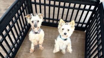 Yorkshire Terrier Dogs Available for Adoption - Roxy And Zoey (Bonded Pair)  | PetCurious