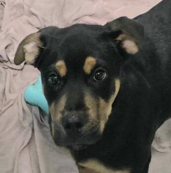 George Washington -  Mixed Breed Dog for Adoption in Lansing, Michigan - George Washington | PetCurious