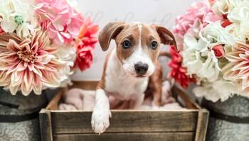 Rescue Beagle and Chihuahua Dogs for Adoption in Newberg, Oregon - Larch | PetCurious