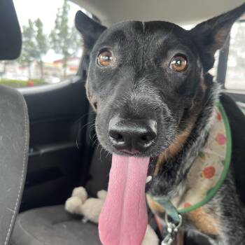 Gigi -  Australian Cattle Dog Blue Heeler Dog for Adoption in Forest Falls, California - Gigi | PetCurious