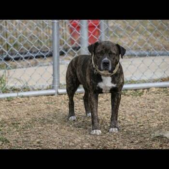 Drew 091201 -  Pit Bull Terrier Dog for Adoption in Amory, Mississippi - Drew 091201 | PetCurious