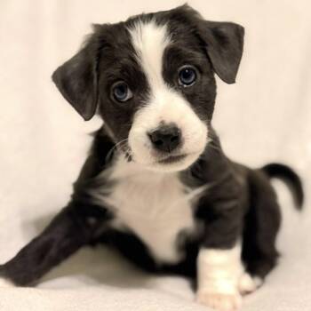 Terrier and Mixed Breed Dogs Available for Adoption - Pinto Bean | PetCurious