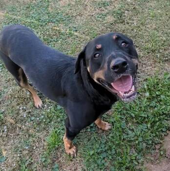 Rescue Rottweiler Dogs for Adoption in Plano, Texas - Bruno A194689 | PetCurious