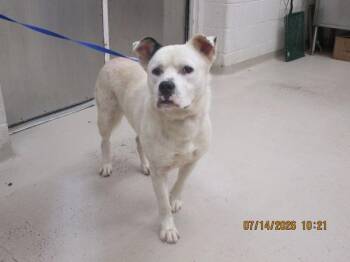 (830) -  Pit Bull Terrier Dog for Adoption in Marietta, Georgia - (830) | PetCurious