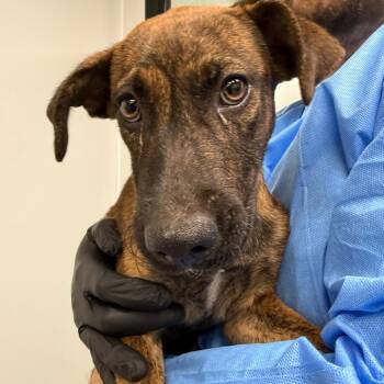 Jane -  Black Mouth Cur and Mixed Breed Dog for Adoption in Abilene, Texas - Jane | PetCurious