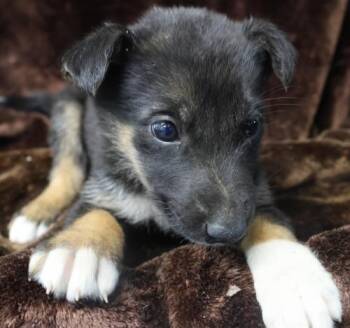Skipper -  Shepherd Dog for Adoption in Thief River Falls, Minnesota - Skipper | PetCurious