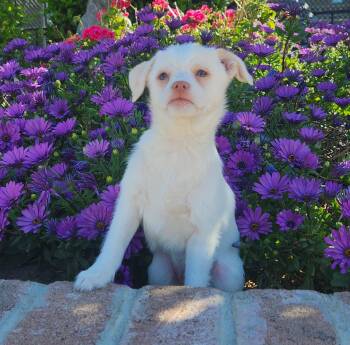 Chihuahua and Terrier Dogs Available for Adoption - Sparky | PetCurious