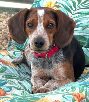 Beagle Dogs Available for Adoption - Harlow | PetCurious
