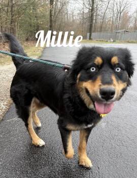 Australian Shepherd Dogs Available for Adoption in Manistee, Michigan - Millie | PetCurious
