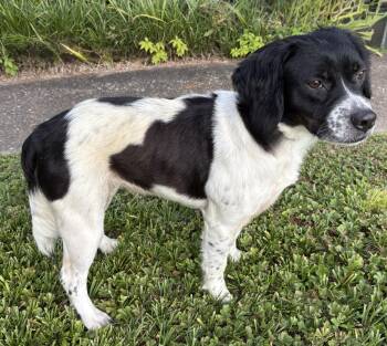 Willow -  Brittany Spaniel and Beagle Dog for Adoption in Ooltewah, Tennessee - Willow | PetCurious