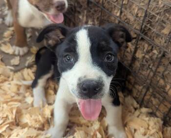 DOMINO -  Pit Bull Terrier and Labrador Retriever Dog for Adoption in Fosters, Alabama - DOMINO | PetCurious