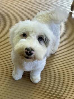 ICE MAN (mini) -  Bernedoodle Dog for Adoption in Rossford, Ohio - ICE MAN (mini) | PetCurious