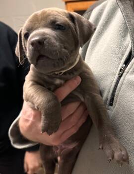 Labrador Retriever Dogs Available for Adoption - Cherokee | PetCurious