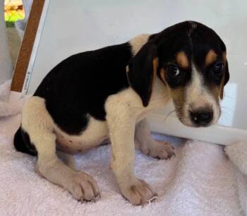 Autumn Cleo: PENDING -  Foxhound Dog for Adoption in Rustburg, Virginia - Autumn Cleo: PENDING | PetCurious