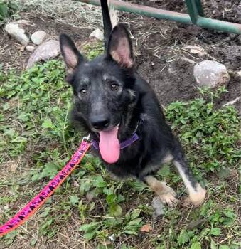 Rescue German Shepherd Dog Dogs for Adoption in Wanaque, New Jersey - Peppyr | PetCurious