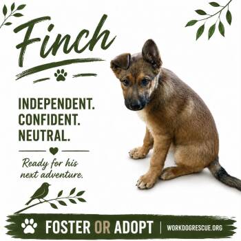 Belgian Shepherd Malinois Dogs Available for Adoption in Lockhart, Texas - Finch | PetCurious