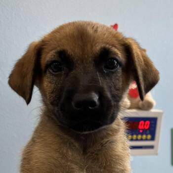Sharpay -  Mixed Breed Dog for Adoption in Las Cruces, New Mexico - Sharpay | PetCurious