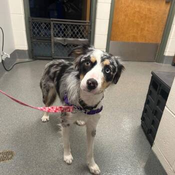 Eowyn -  Australian Shepherd Dog for Adoption in Brockton, Massachusetts - Eowyn | PetCurious