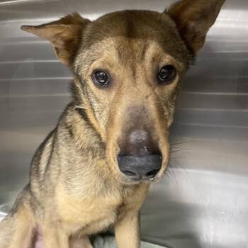 Shep -  German Shepherd Dog and Mixed Breed Dog for Adoption in Abilene, Texas - Shep | PetCurious