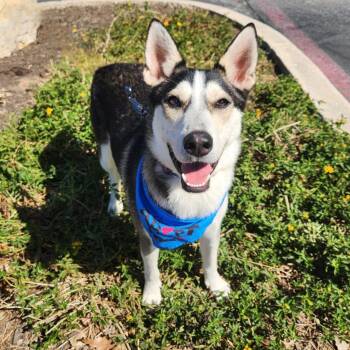 Husky Dogs Available for Adoption - Flash Lightning JuM | PetCurious