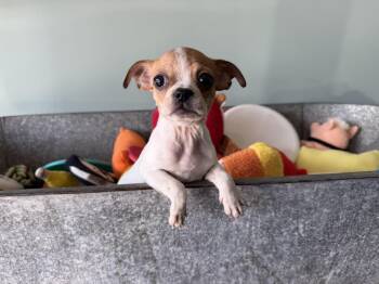 Kitty -  Boston Terrier and French Bulldog Dog for Adoption in San Antonio, Texas - Kitty | PetCurious