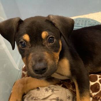 Mixed Breed Dogs Available for Adoption in Memphis, Tennessee - ROCKO KYI | PetCurious